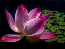 Lotus blossom